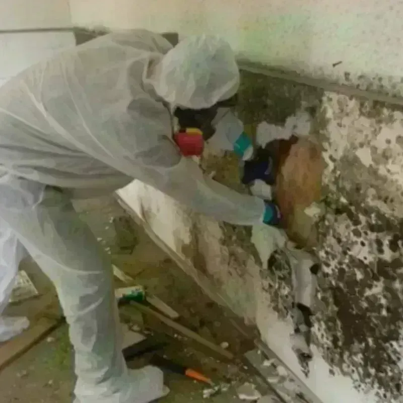 Mold Remediation and Removal in Yaphank, NY